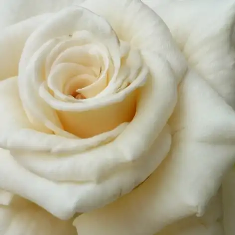 Trandafiri online - Alb - trandafir pentru straturi Floribunda - trandafir cu parfum discret - Rosa Champagner ® - Reimer Kordes - Arătos, înfloreşte mult și din belşug.